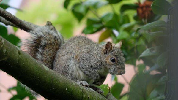 Grey Squirrel sat on a branch.