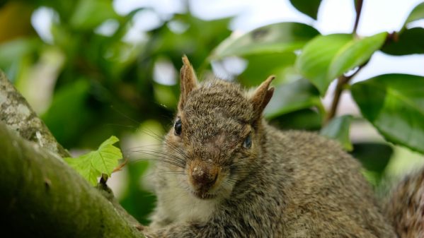 Close up of a Grey Squirrel with a damaged eye and ripped ear.