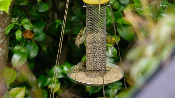 Siskin on the bird feeder.
