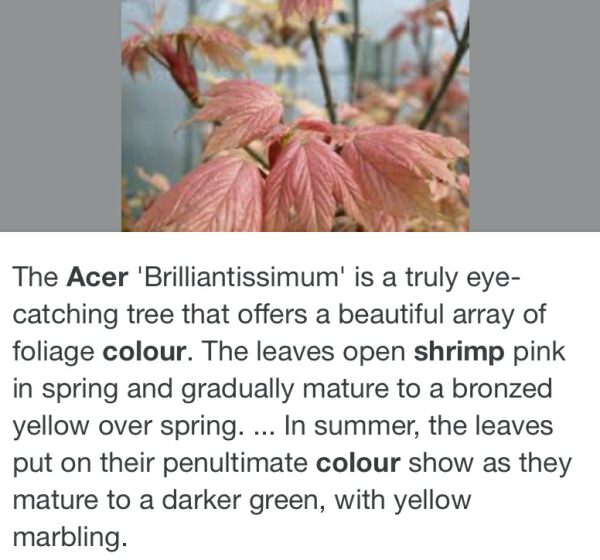 Caption: "The Acer 'Brilliantissimum' is a truly eye-catching tree that offers a beautiful array of foliage colour. The leaves open shrimp pink in spring and gradually mature to a bronzed yellow over spring. In summer, the leaves put on their penultimate colour show as they mature to a darker green, with yellow marbling.