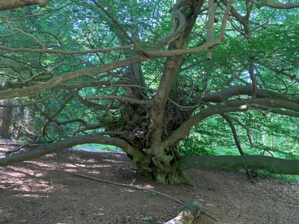 Witches Broom Tree.