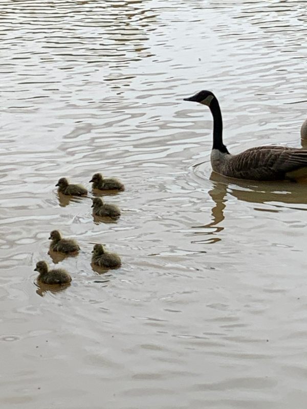 Goose and goslings at Fourwents Pond.