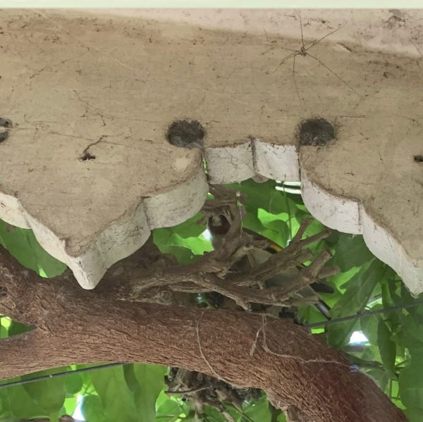 New life. Goldfinch nest above the bedroom window.