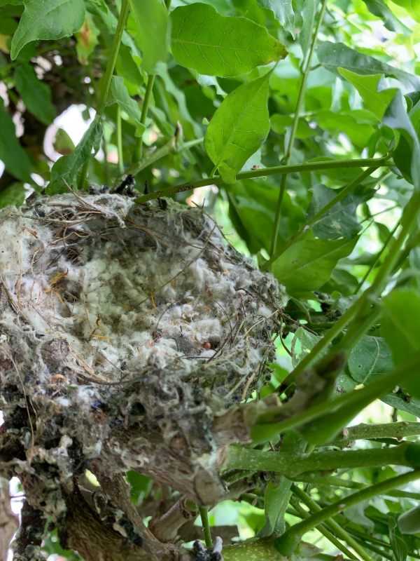 Goldfinch nest.