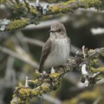 The Spotted Flycatcher.