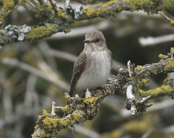 Spotted flycatcher. Richard Brown, Skokholm Island.