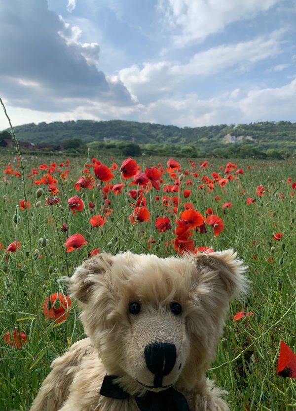 Bertie in a field of Poppies.