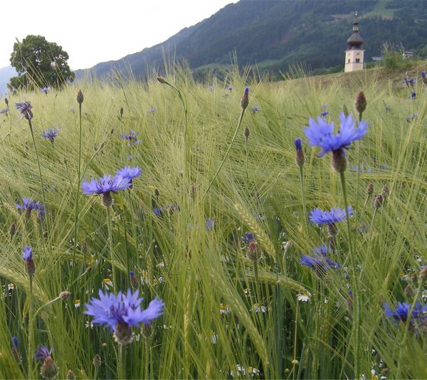 A field with Cornflowers in Austria.