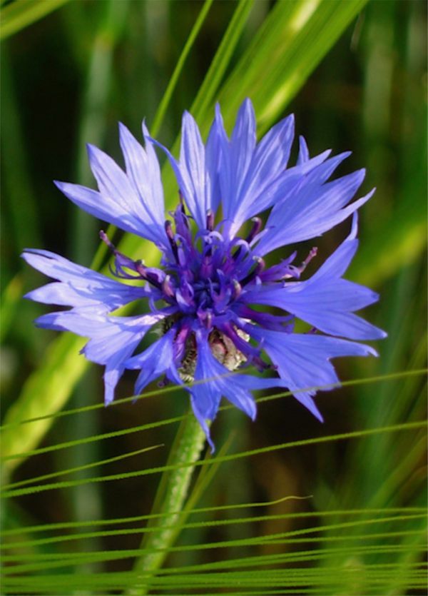 Cornflower Blue.