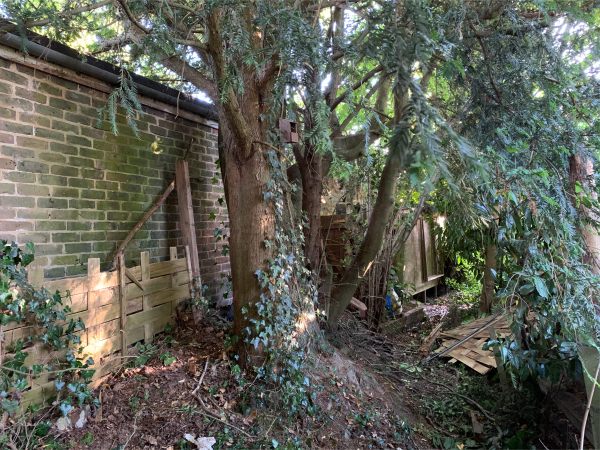 Trees in the garden at Laurel Cottage.