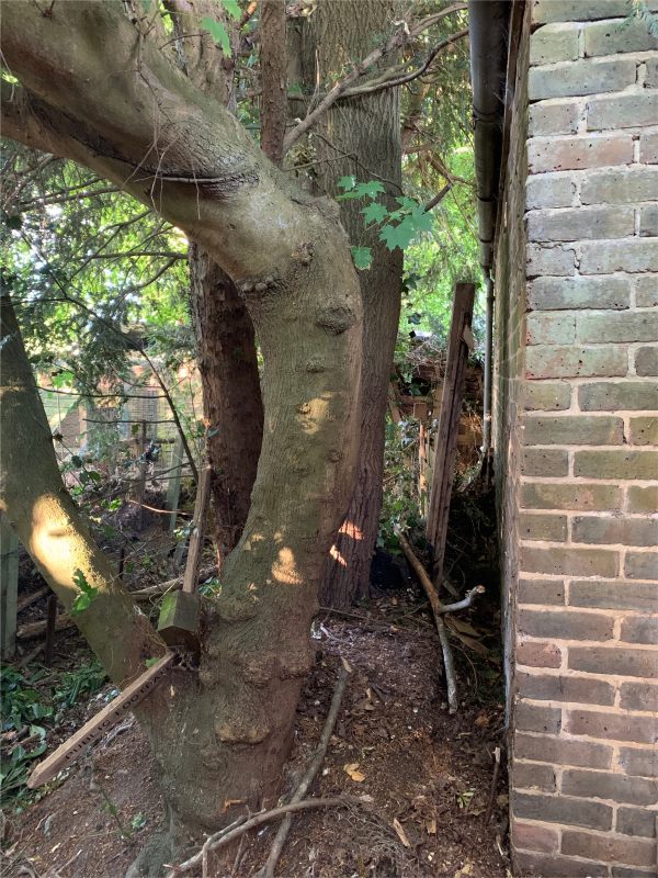 Trees in the garden at Laurel Cottage.