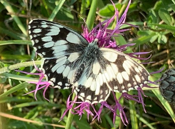 Marbled White Butterfly as seen on the walk from Westcott to Denbies Hillside.