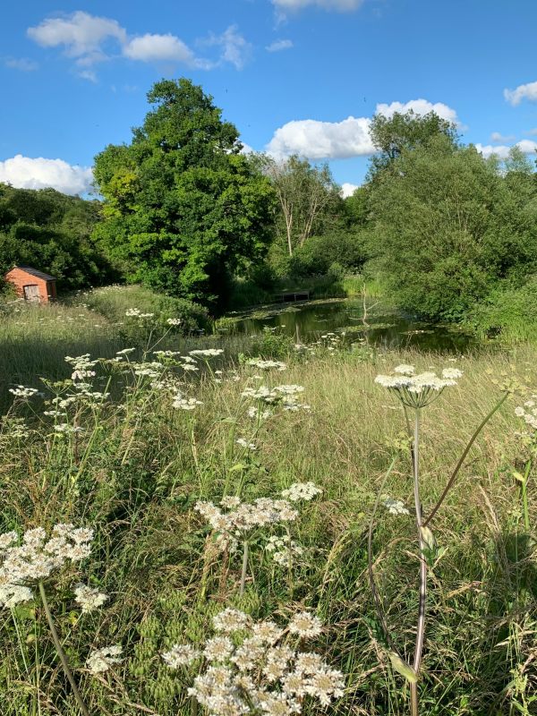 National Trust pond at Landbarn Farm, just before the railway bridge.