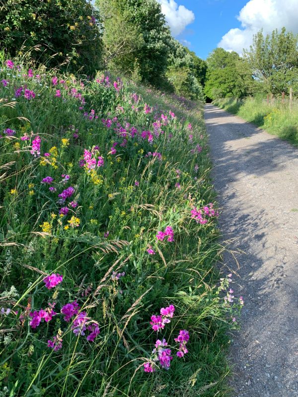 ...soon to turn east continuing on the carriage road. Lathyrus (Everlasting Pea). Very colourful in late June.