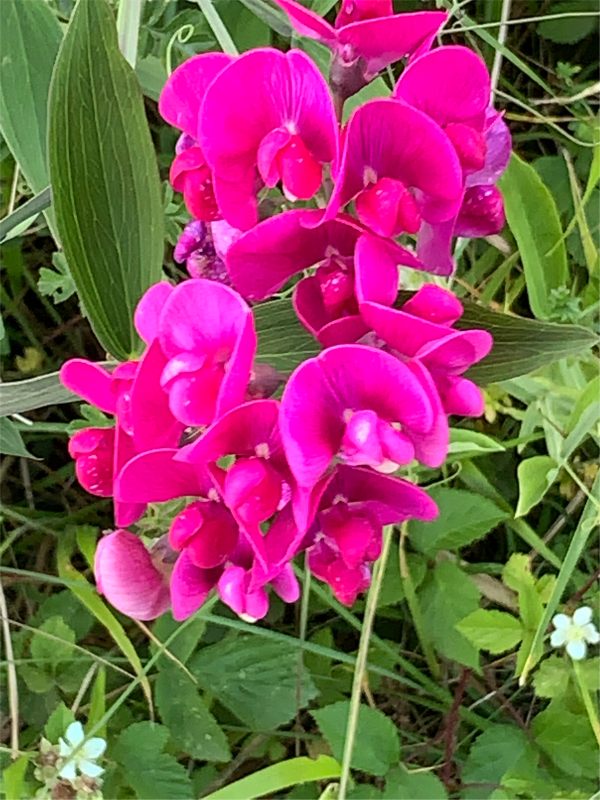 Lathyrus.