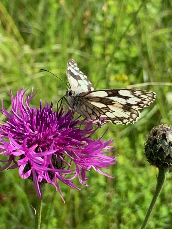 First Marbled White on a Thistle.