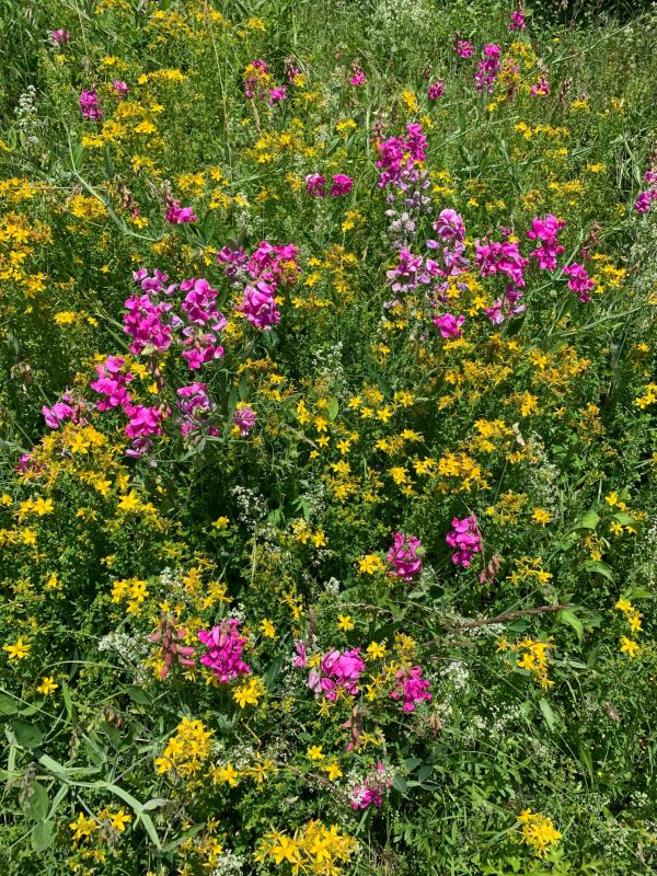 Hypericum (St John's Wort), complementing Lathryus.