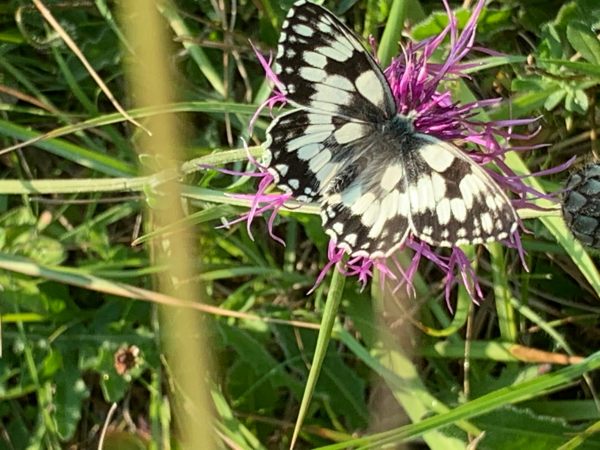 Marbled White.