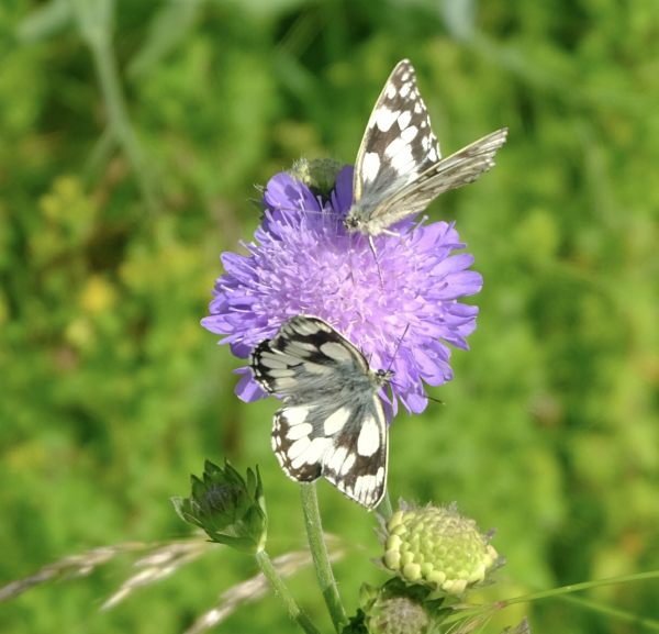 Two Marble White Butterflies on a Field Scabious flower.