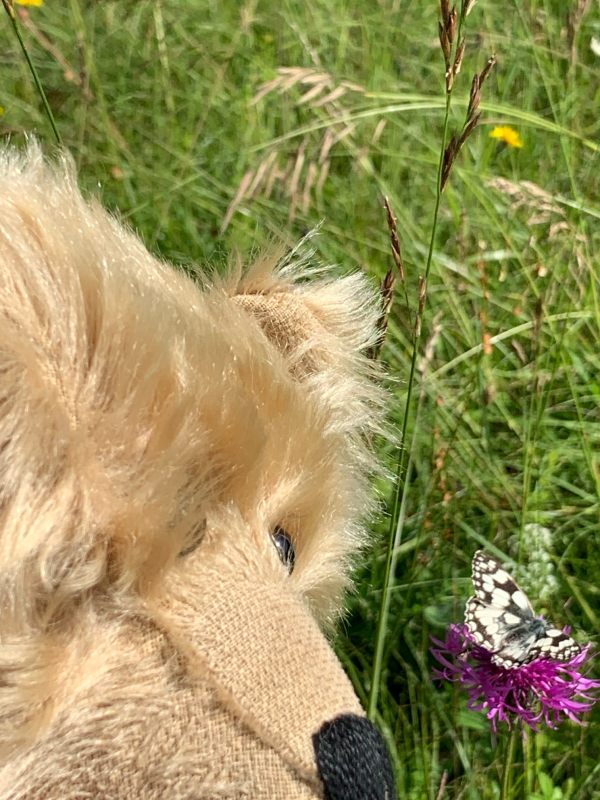 Bertie with his nose close to a Marbled White butterfly.