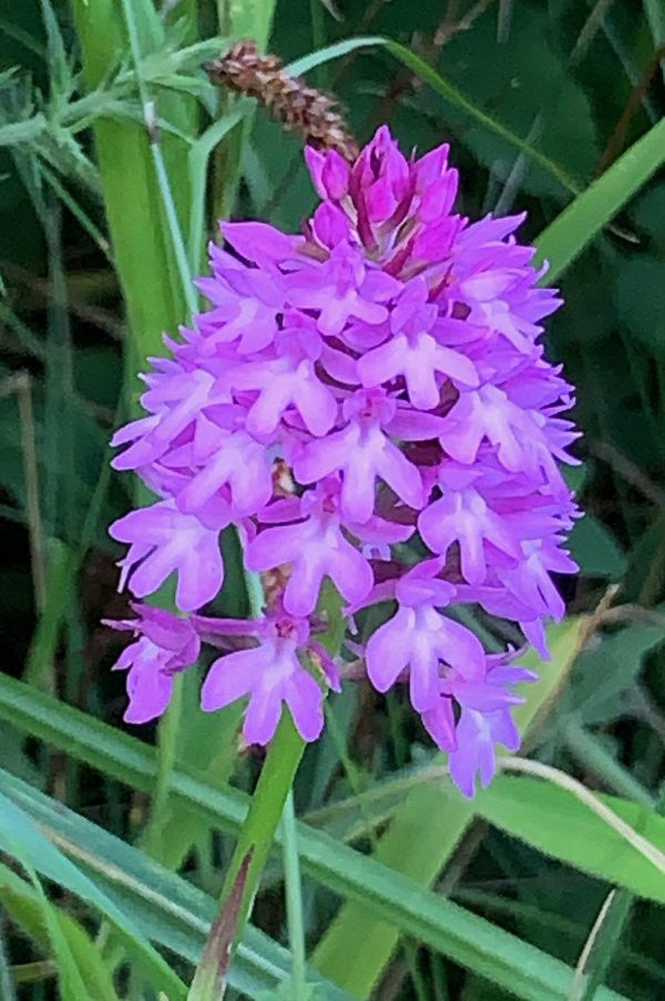 Pyramidal Orchid.