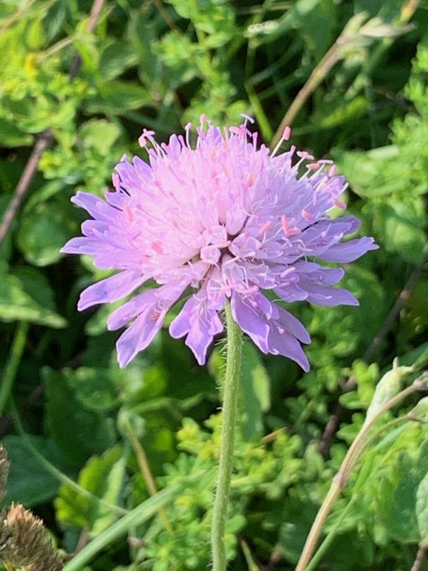 Field Scabious.