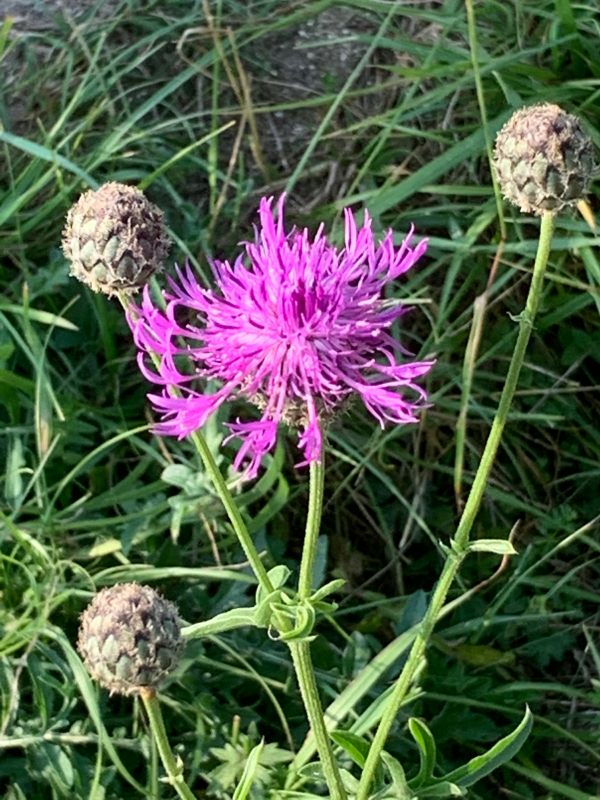 Thistle.