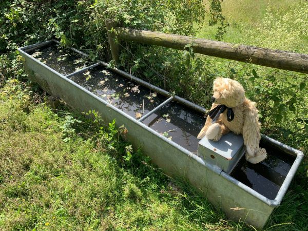 Bertie sat on a metal water trough.