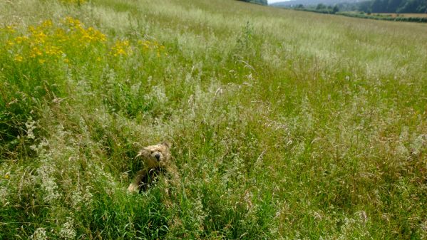 Bertie sat in and almost hidden by the long grasses in the meadow.