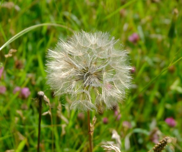 Dandelion clock.