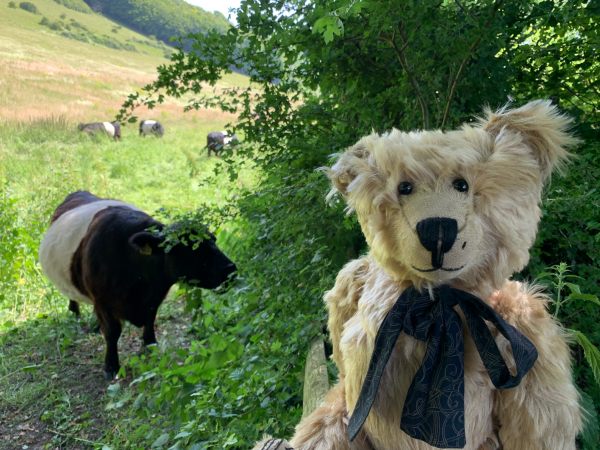 Bertie with some Belted Galloways.