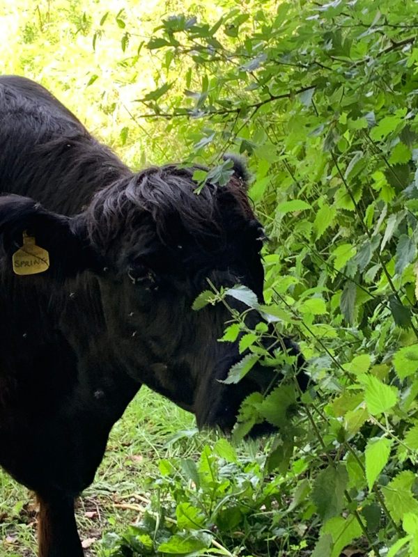 Close up of a Belted Galloway, with its ear tag visible showing the name "Spring".