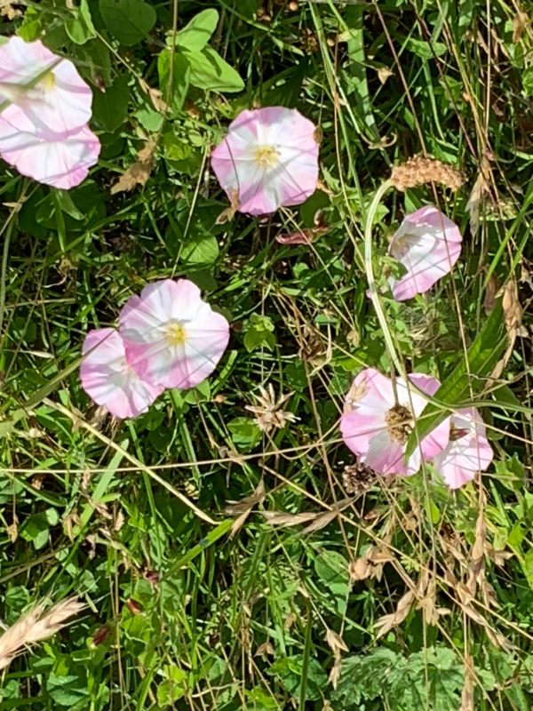 Field Bindweed.