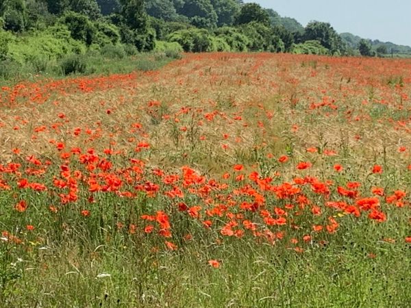 Field of glorious red poppies.