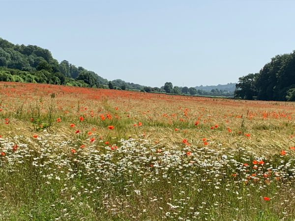 Poppy field bordered by Moon Daisies.