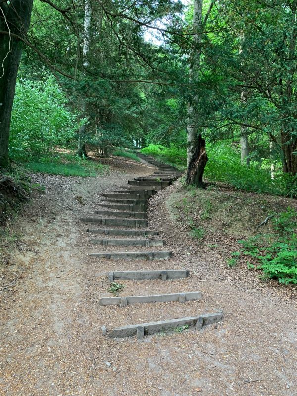 Stepped pathway in the woods.