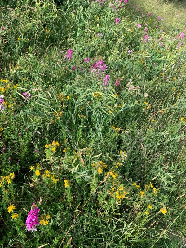 Lathyrus was going to seed, showing those distinctive pea seed pods.