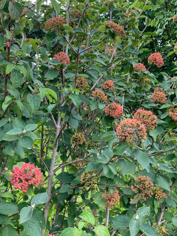 The Rowan berries are plumping up for a bumper crop.