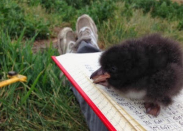 Puffling