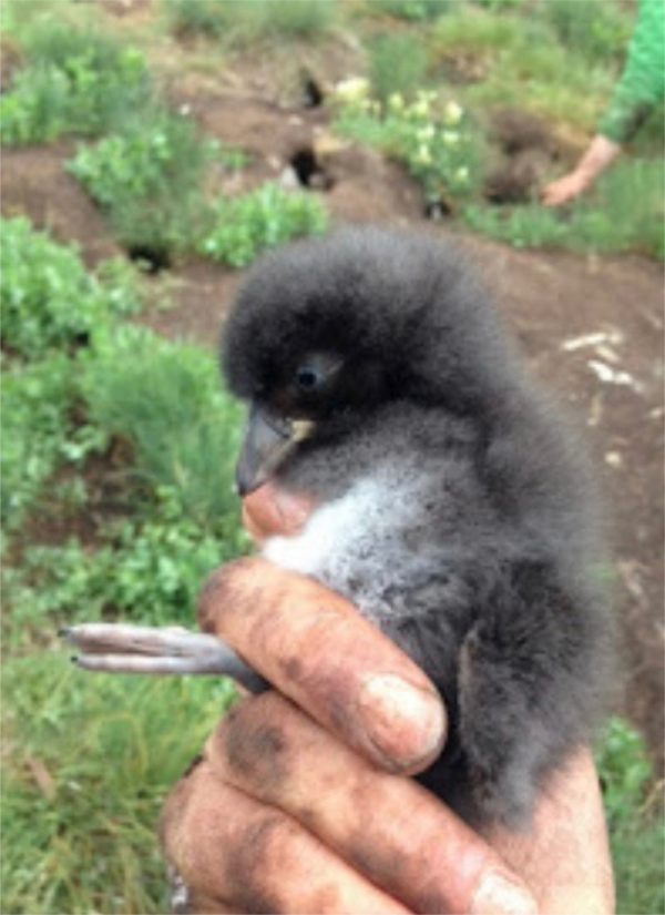 Puffling.