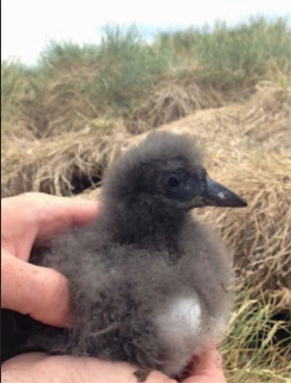 Puffling.