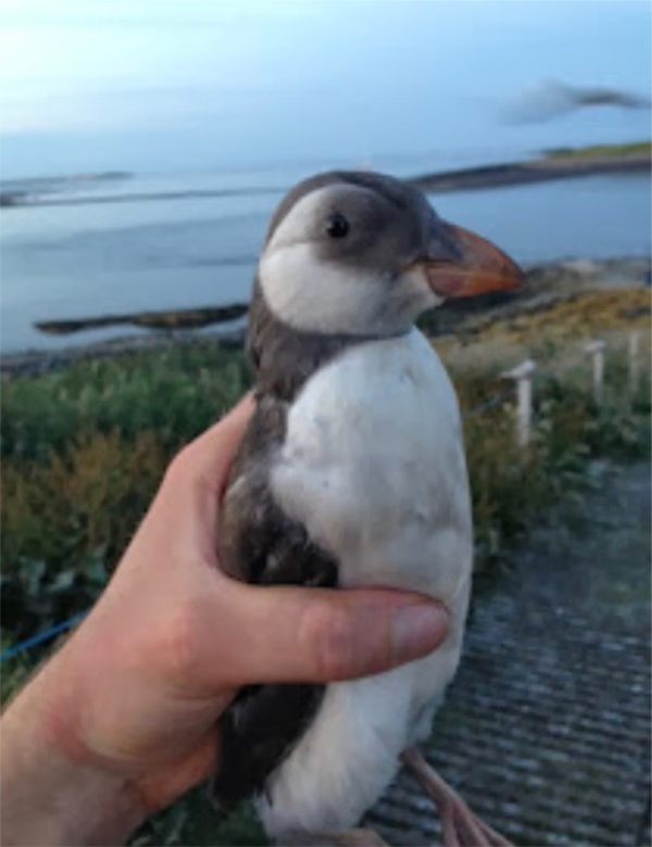 Puffling.