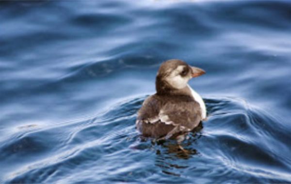 Puffling.