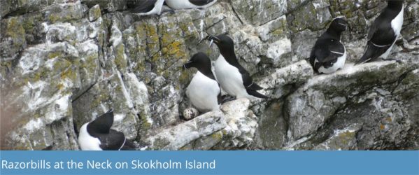 Razorbills at the neck on Skokholm Island.