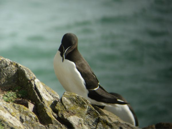 Razorbill.