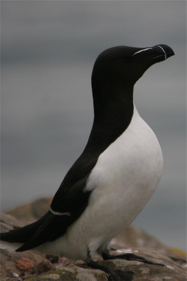 Razorbill.