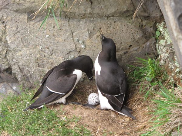 A pair of Razorbills with a solo egg.