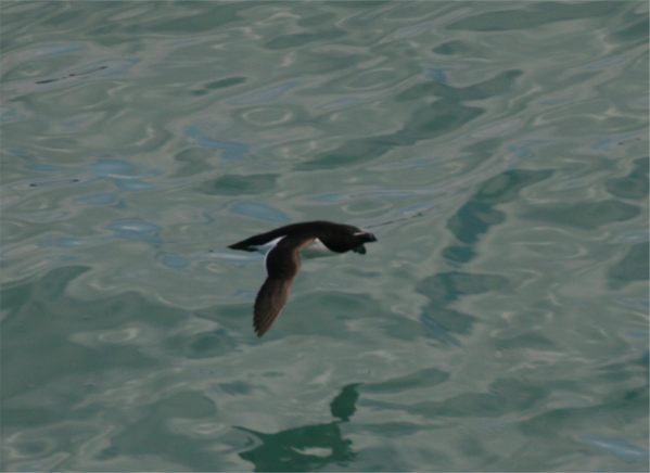 Razorbill flying low over the sea.