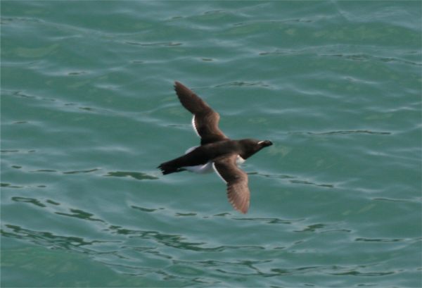 Razorbill flying low over the sea.