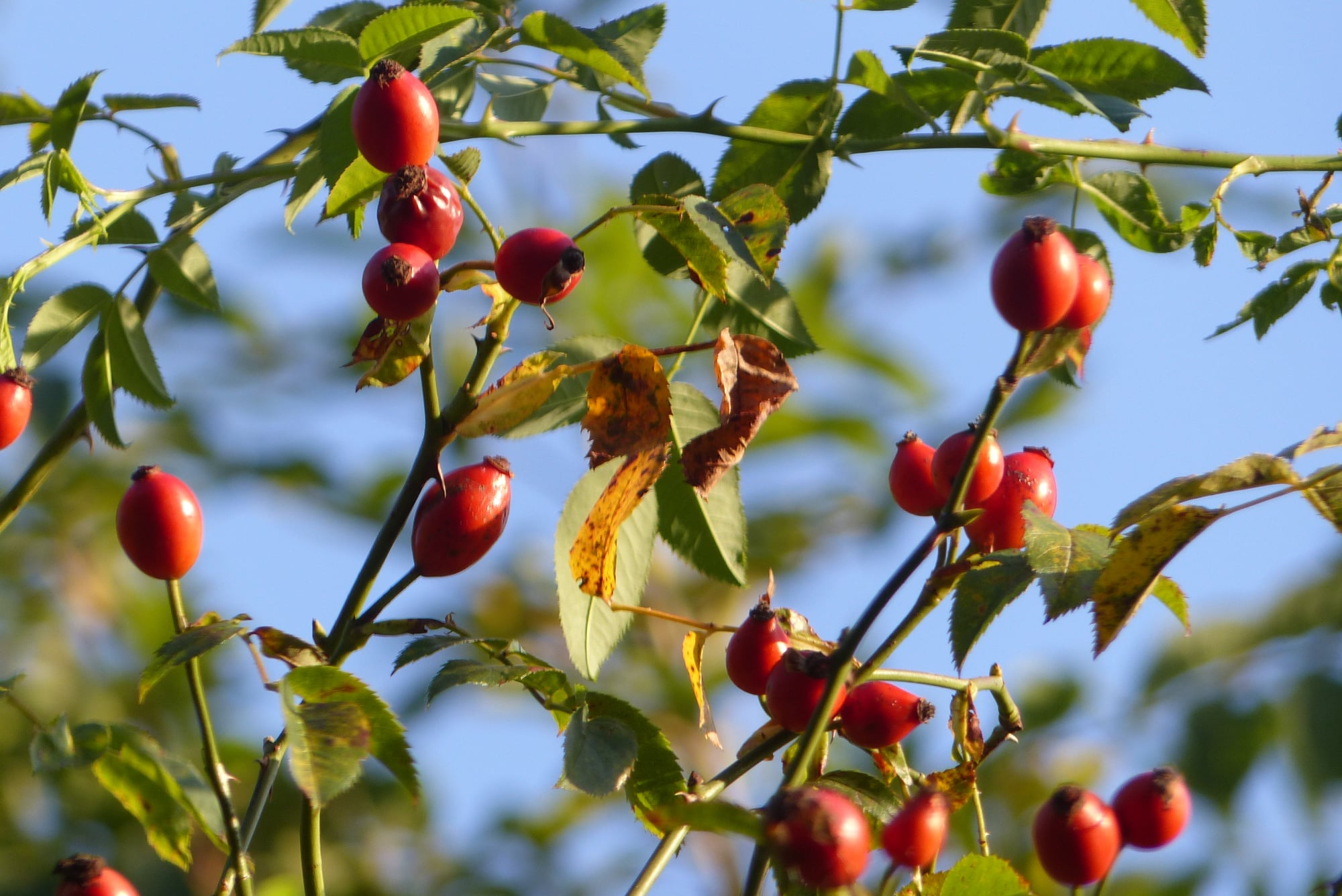 Ivan Bunked Off. Rose Hips on the tree against a bright Blue sky.